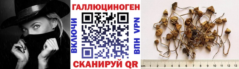 Псилоцибиновые грибы Psilocybe  наркотики  blacksprut ссылки  Приморск 